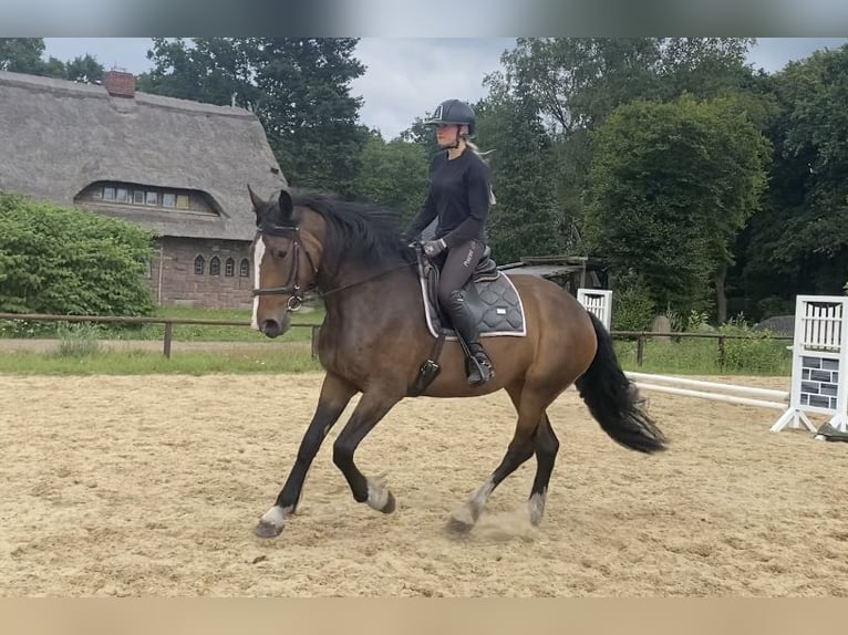 Tinker Mix Stute 4 Jahre 170 cm Dunkelbrauner in Schneverdingen