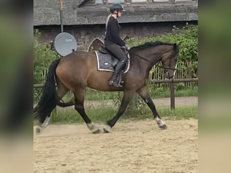 Tinker Mix Stute 4 Jahre 170 cm Dunkelbrauner in Schneverdingen