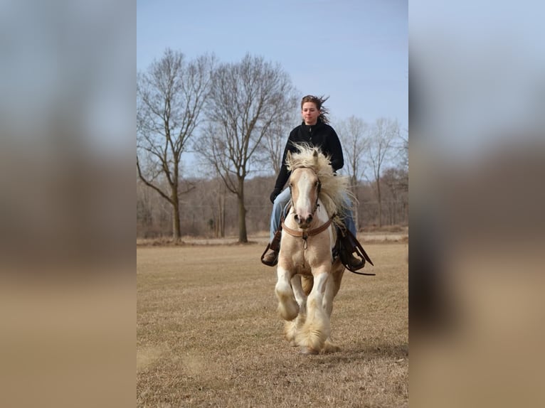 Tinker Stute 4 Jahre Palomino in Howell, MI