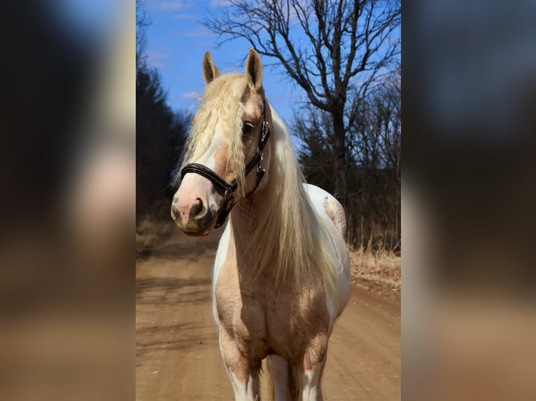 Tinker Stute 4 Jahre Palomino in Howell, MI