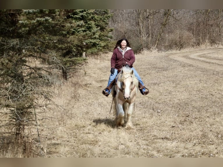 Tinker Stute 4 Jahre Palomino in Howell, MI