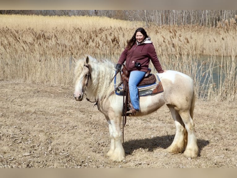 Tinker Stute 4 Jahre Palomino in Howell, MI