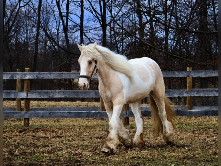 Tinker Stute 4 Jahre Palomino in Howell, MI
