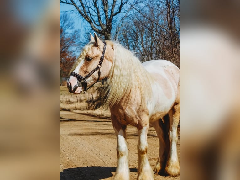 Tinker Stute 4 Jahre Palomino in Howell, MI