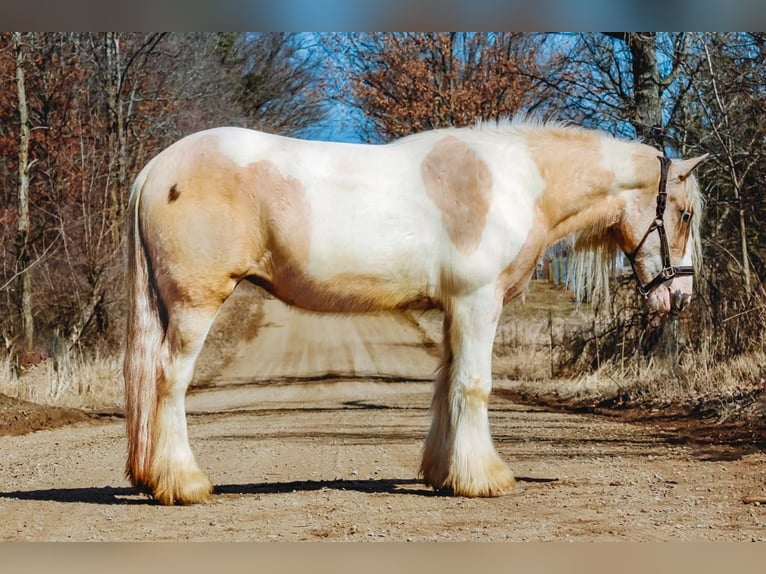 Tinker Stute 4 Jahre Palomino in Howell, MI