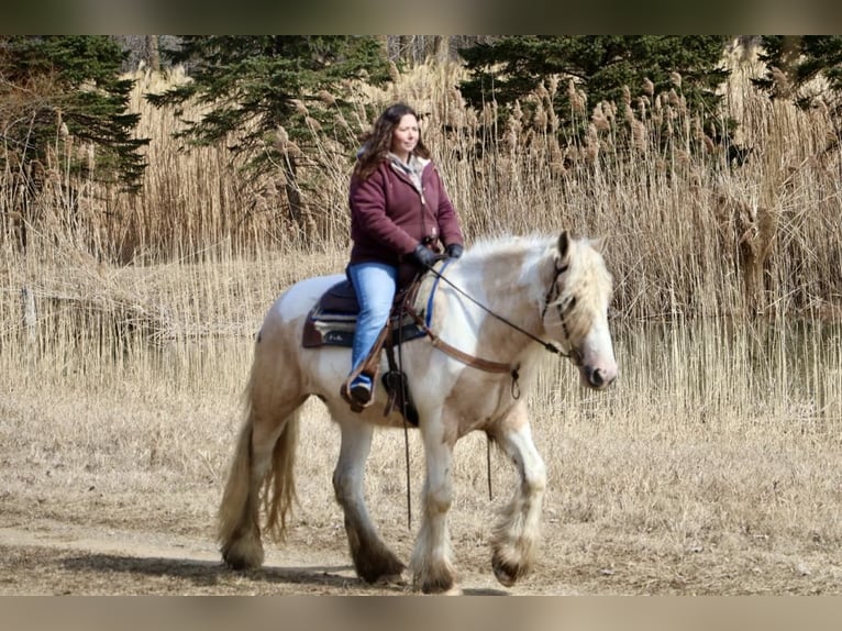 Tinker Stute 4 Jahre Palomino in Howell, MI