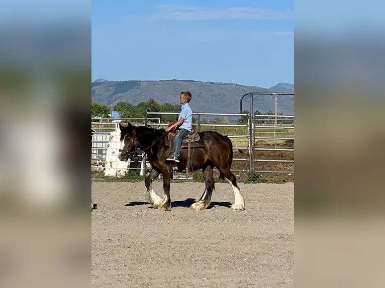 Tinker Stute 4 Jahre Rappe in Rigby