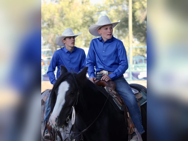 Tinker Stute 4 Jahre Rappe in Rigby