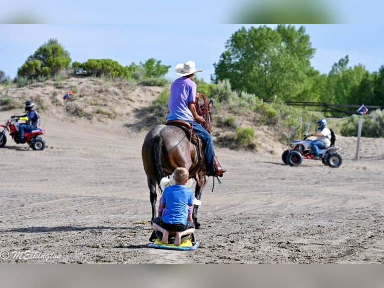 Tinker Mix Stute 4 Jahre Roan-Bay in Rigby