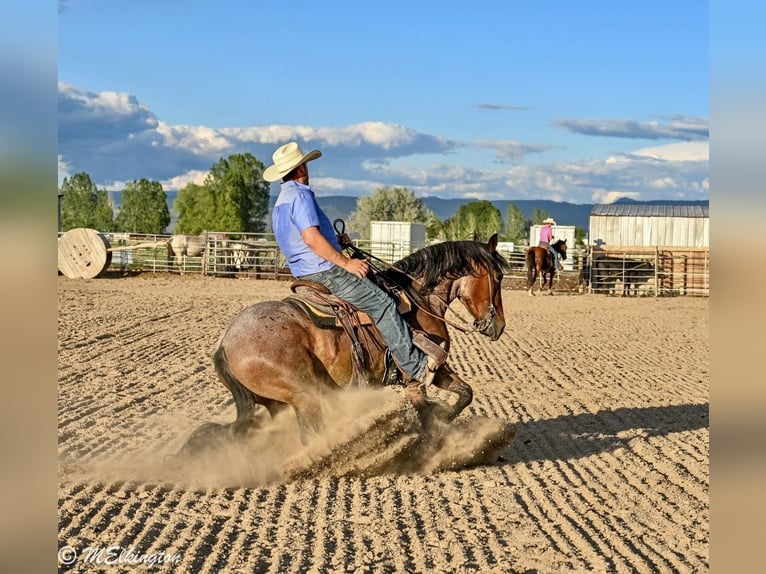 Tinker Mix Stute 4 Jahre Roan-Bay in Rigby