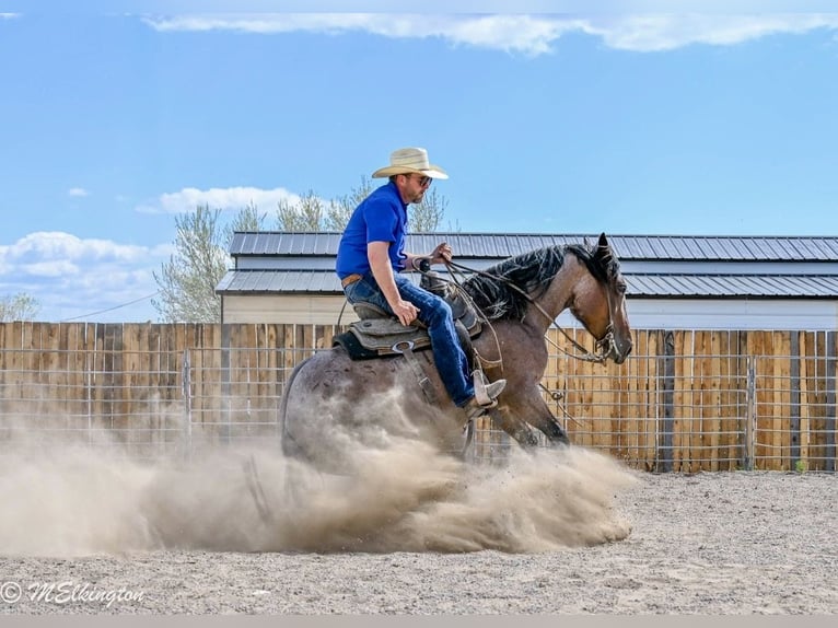 Tinker Mix Stute 4 Jahre Roan-Bay in Rigby