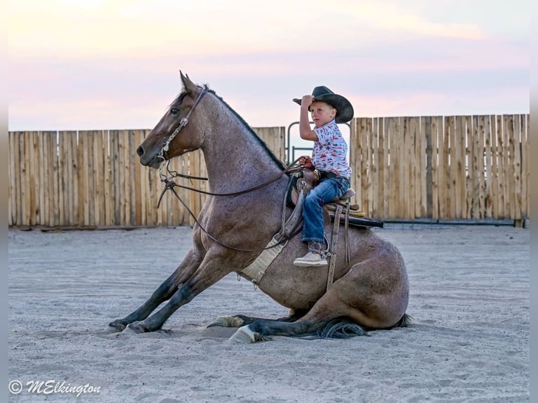 Tinker Mix Stute 4 Jahre Roan-Bay in Rigby
