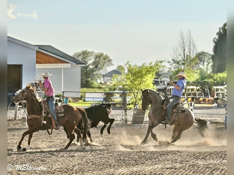 Tinker Mix Stute 4 Jahre Roan-Bay in Rigby