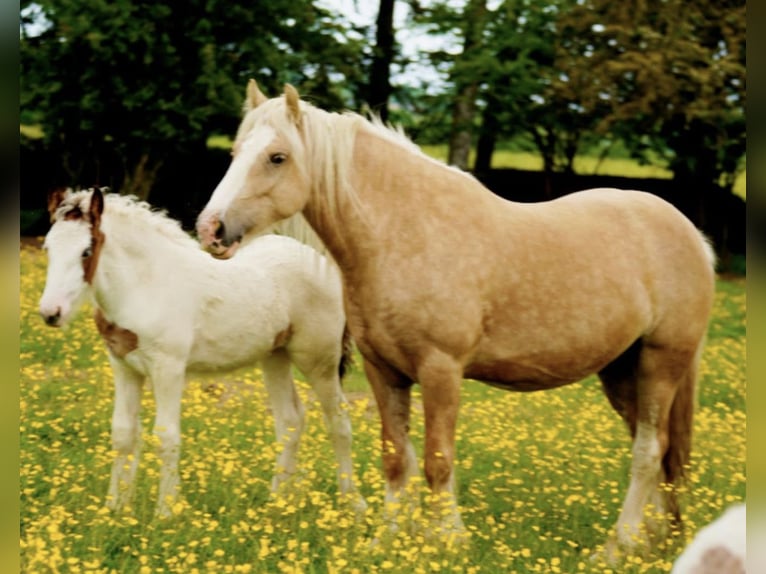 Tinker Stute 4 Jahre  in Tralee