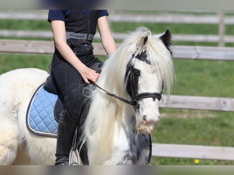 Tinker Stute 5 Jahre 122 cm Schecke in Pepingen