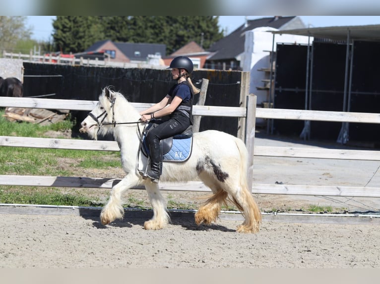 Tinker Stute 5 Jahre 122 cm Schecke in Pepingen