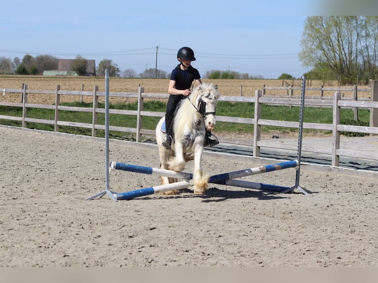 Tinker Stute 5 Jahre 122 cm Schecke in Pepingen