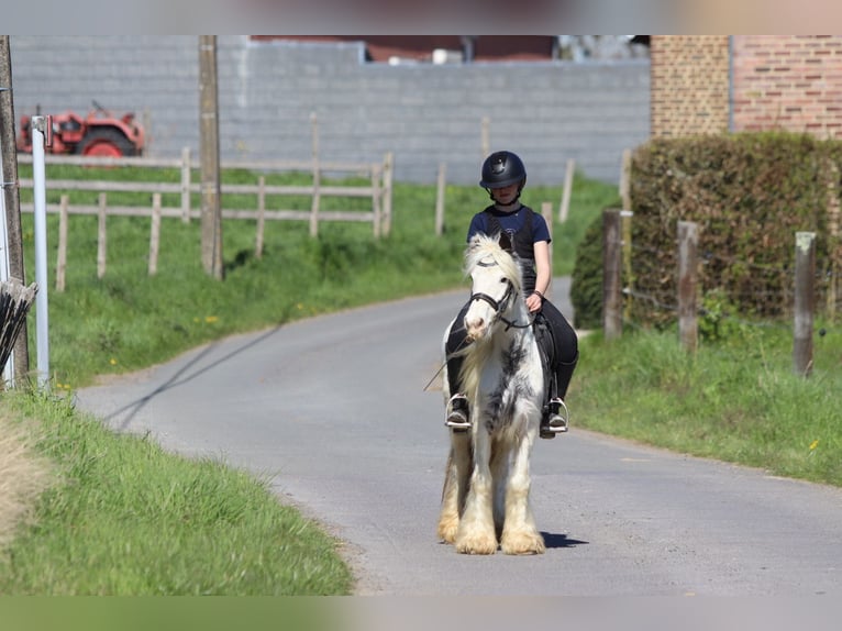 Tinker Stute 5 Jahre 122 cm Schecke in Pepingen