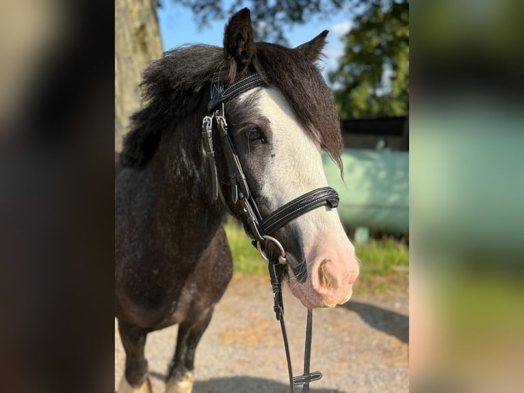 Tinker Mix Stute 5 Jahre 130 cm Rappe in Kirchberg