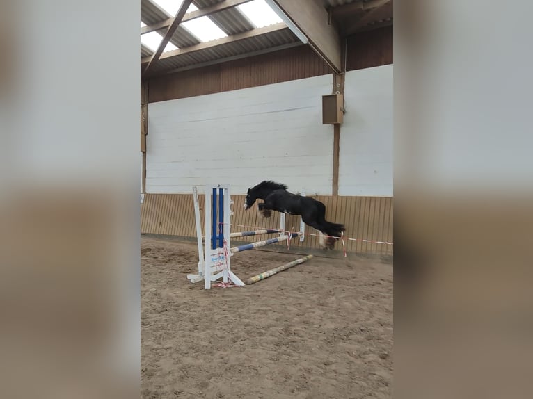 Tinker Mix Stute 5 Jahre 130 cm Rappe in Kirchberg