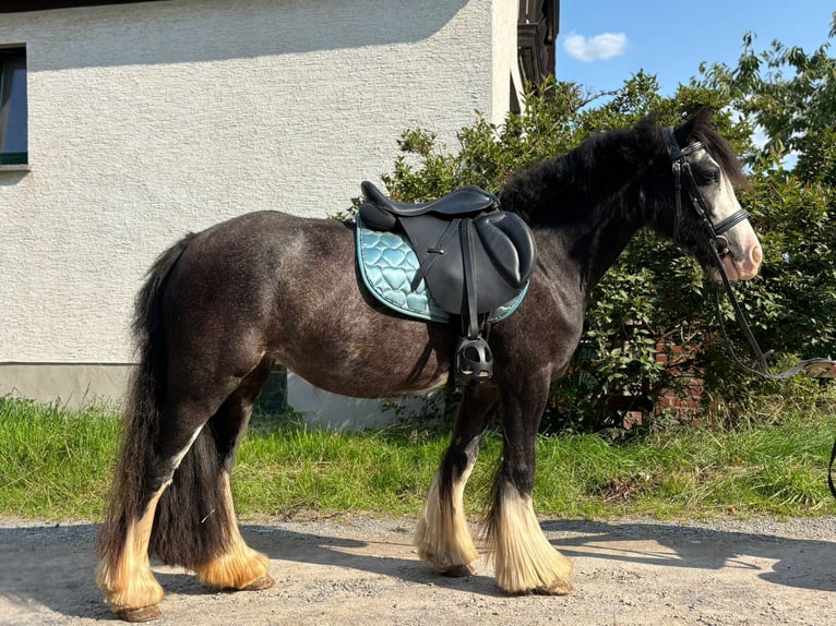 Tinker Mix Stute 5 Jahre 130 cm Rappe in Kirchberg