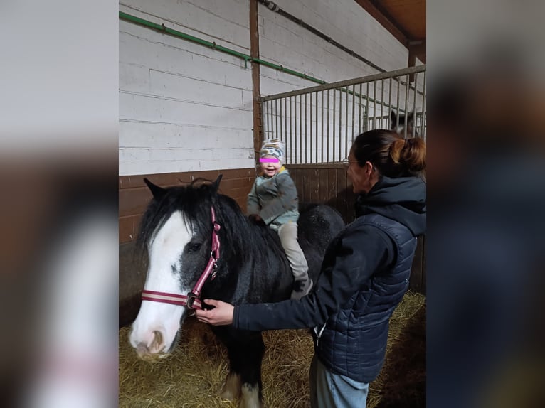 Tinker Mix Stute 5 Jahre 130 cm Rappe in Kirchberg