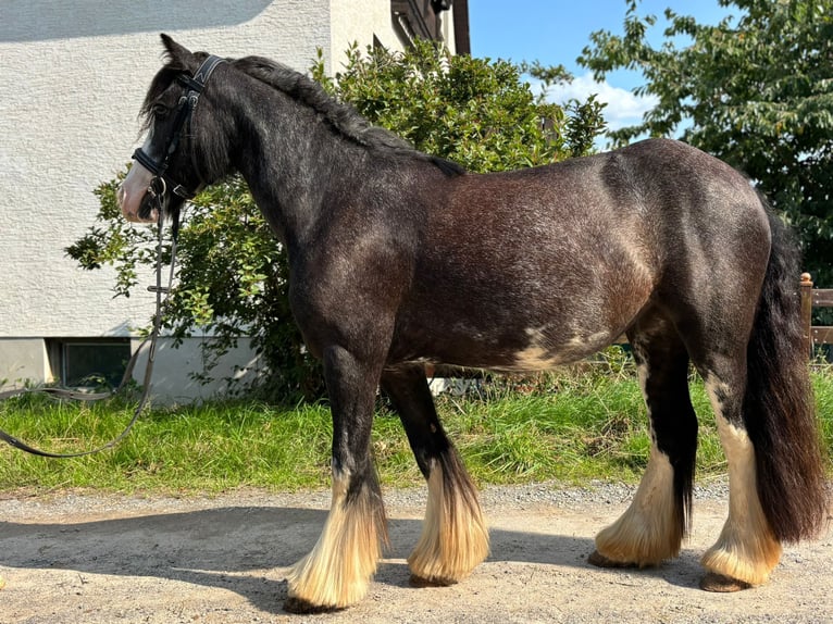 Tinker Mix Stute 5 Jahre 130 cm Rappe in Kirchberg