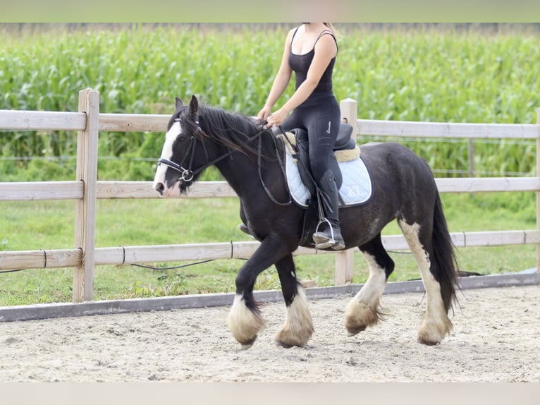 Tinker Stute 5 Jahre 130 cm Schecke in Bogaarden