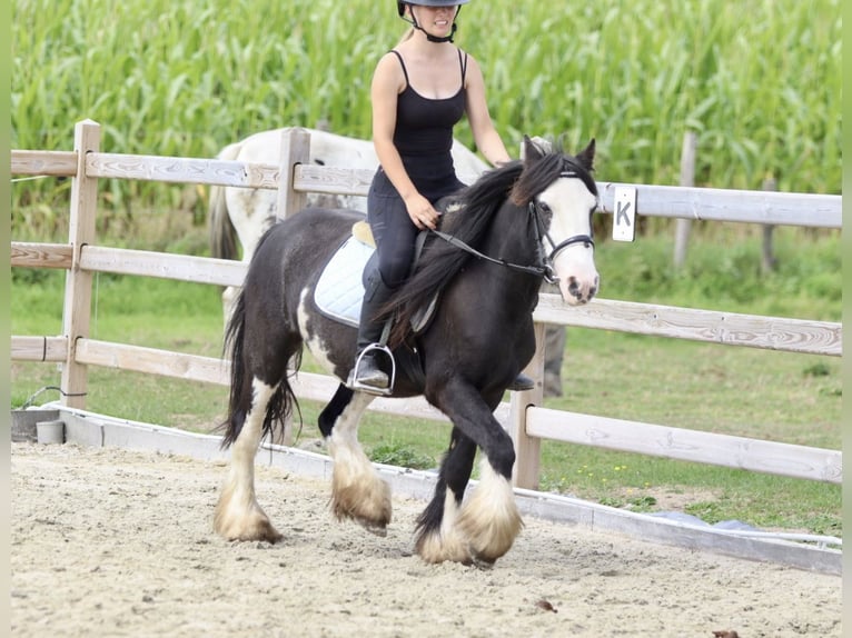 Tinker Stute 5 Jahre 130 cm Schecke in Bogaarden