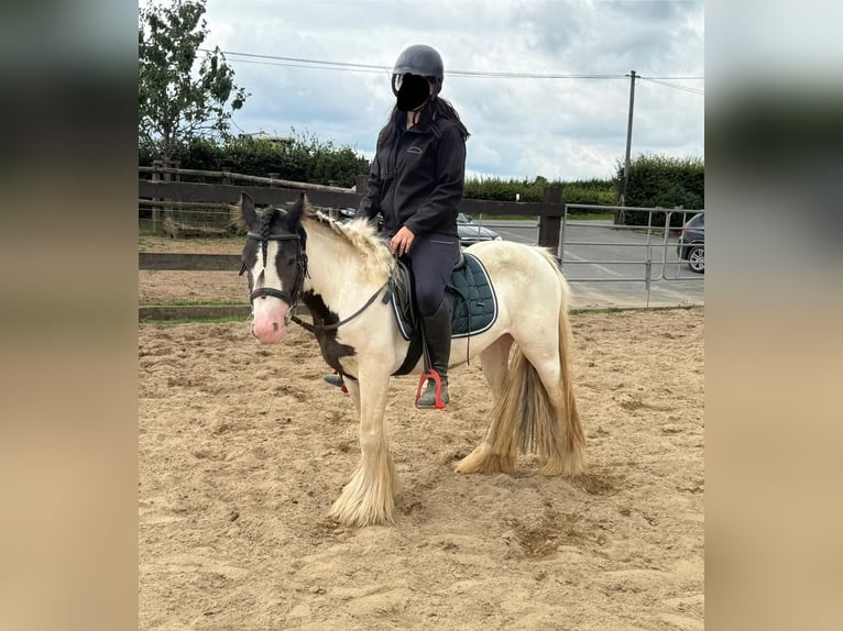 Tinker Stute 5 Jahre 132 cm in Daleiden