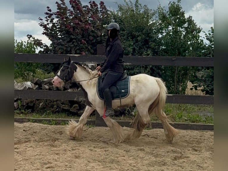 Tinker Stute 5 Jahre 132 cm in Daleiden