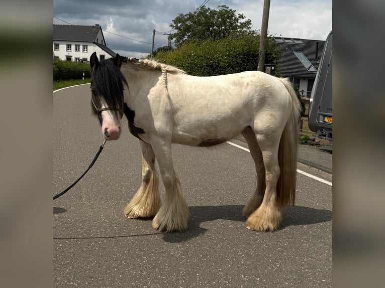 Tinker Stute 5 Jahre 132 cm in Daleiden