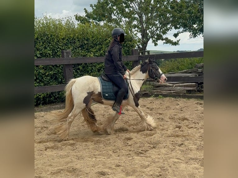 Tinker Stute 5 Jahre 132 cm in Daleiden