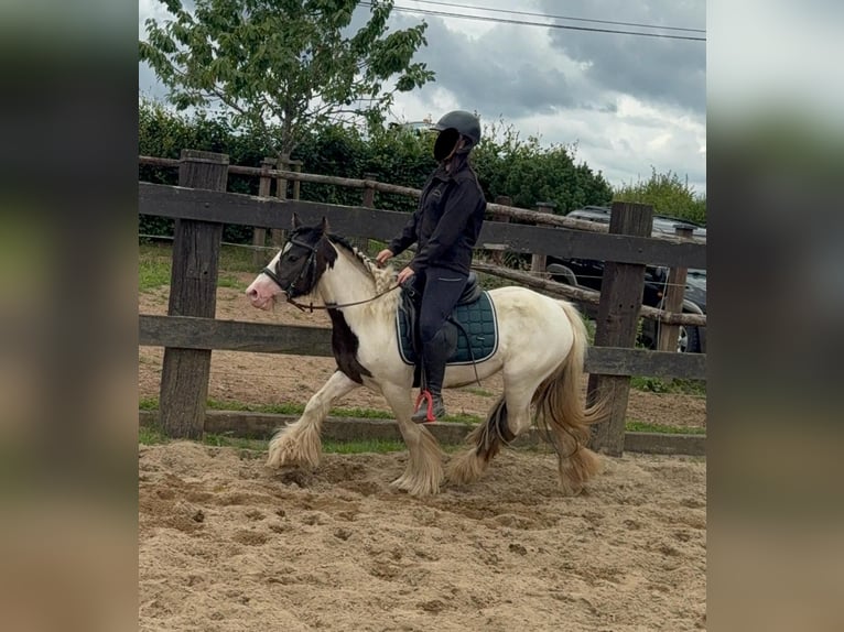 Tinker Stute 5 Jahre 132 cm in Daleiden