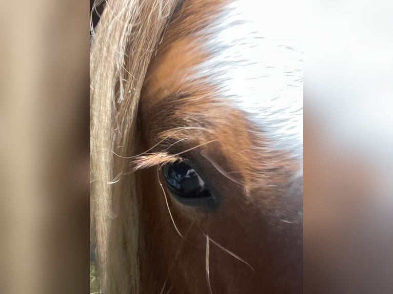 Tinker Stute 5 Jahre 132 cm Fuchs in Seibersbach