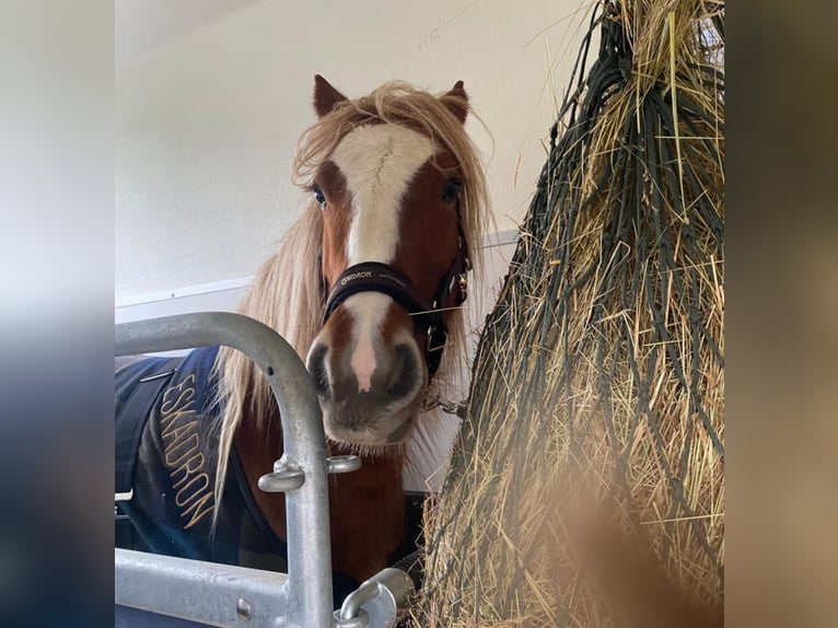 Tinker Stute 5 Jahre 132 cm Fuchs in Seibersbach