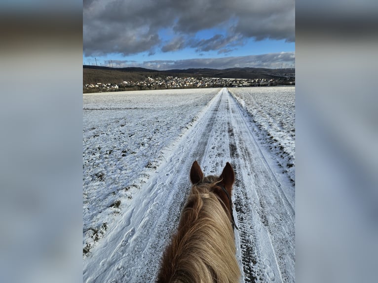 Tinker Stute 5 Jahre 132 cm Fuchs in Seibersbach