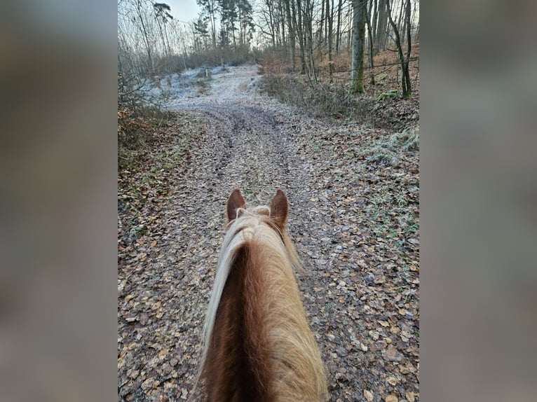 Tinker Stute 5 Jahre 132 cm Fuchs in Seibersbach