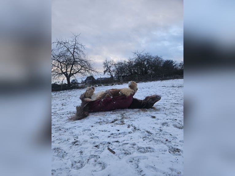 Tinker Stute 5 Jahre 132 cm Fuchs in Seibersbach