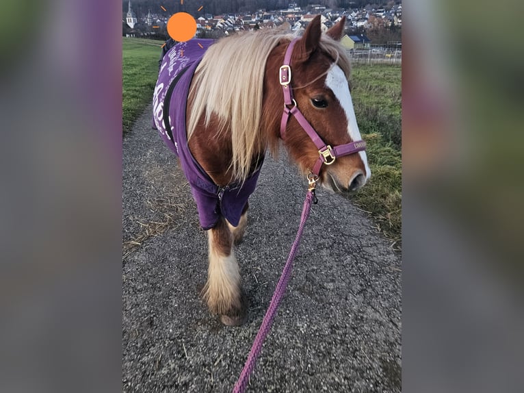 Tinker Stute 5 Jahre 132 cm Fuchs in Seibersbach