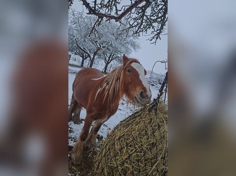 Tinker Stute 5 Jahre 132 cm Fuchs in Seibersbach