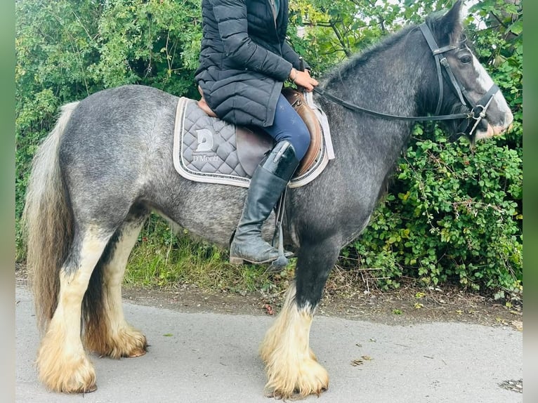 Tinker Stute 5 Jahre 132 cm Roan-Blue in Lancaster