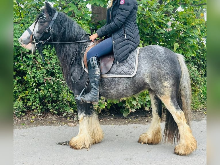 Tinker Stute 5 Jahre 132 cm Roan-Blue in Lancaster