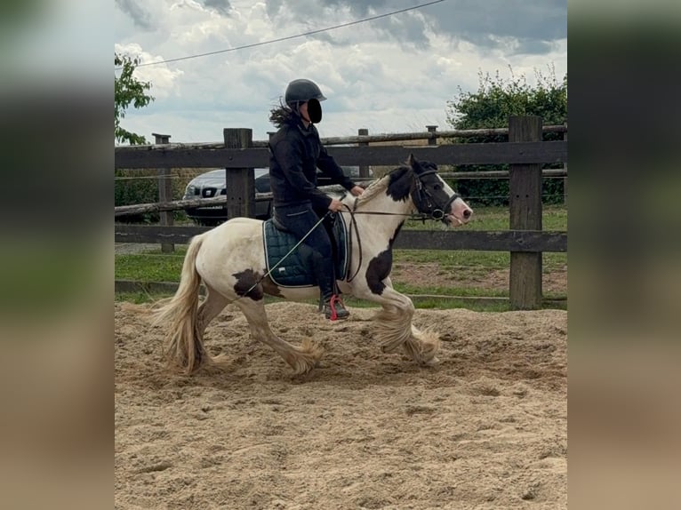 Tinker Stute 5 Jahre 132 cm Schecke in Daleiden