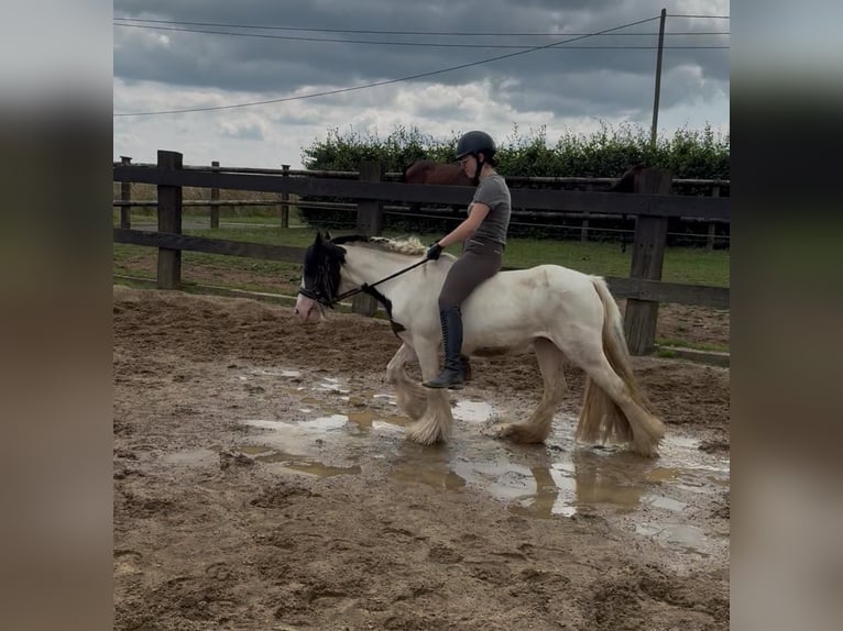 Tinker Stute 5 Jahre 132 cm Schecke in Daleiden