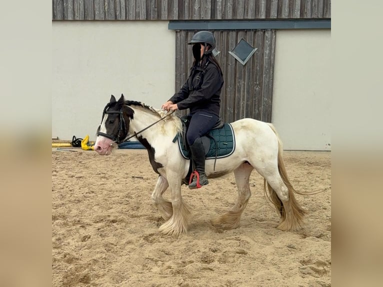 Tinker Stute 5 Jahre 132 cm Schecke in Daleiden