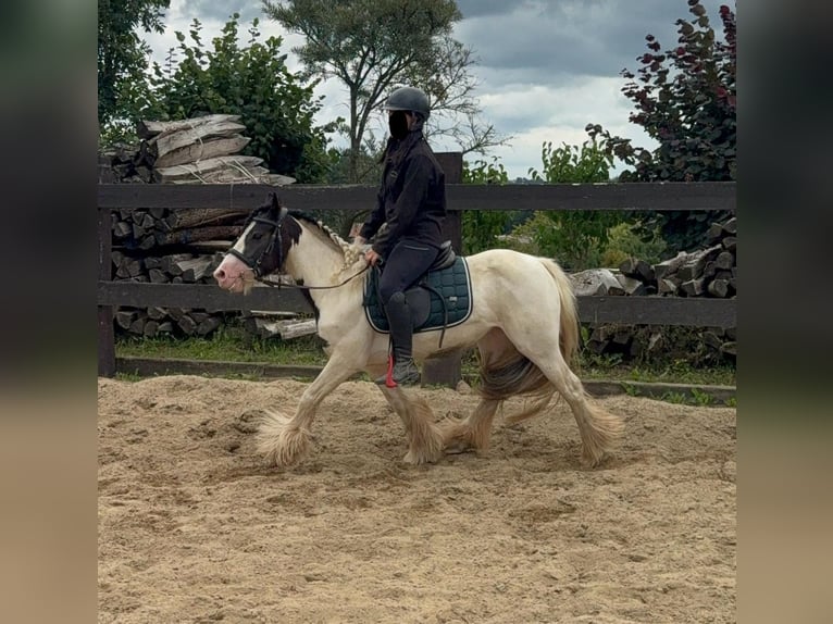 Tinker Stute 5 Jahre 132 cm Schecke in Daleiden