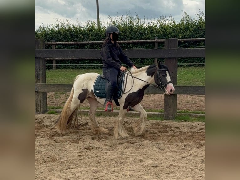 Tinker Stute 5 Jahre 132 cm Schecke in Daleiden