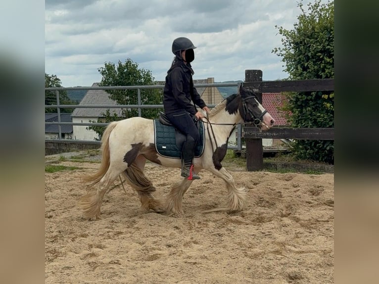 Tinker Stute 5 Jahre 132 cm Schecke in Daleiden