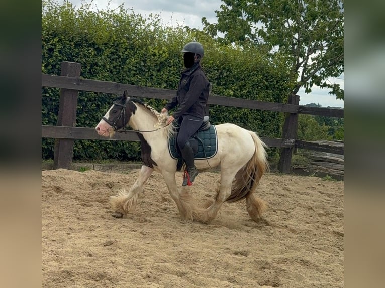 Tinker Stute 5 Jahre 132 cm Schecke in Daleiden